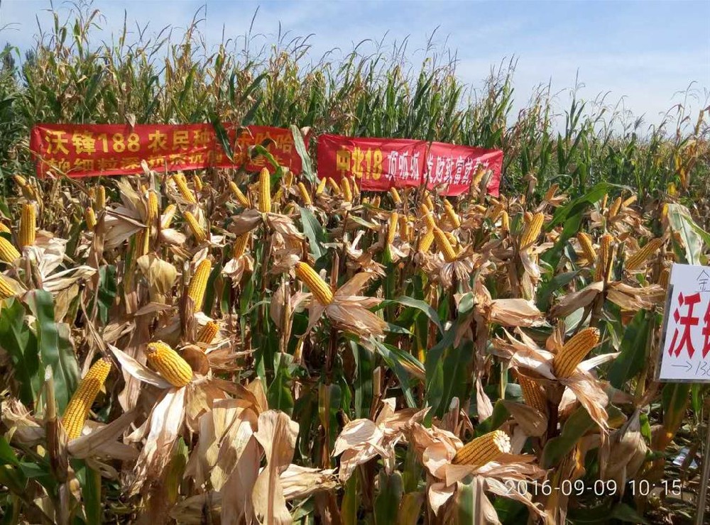 2011年屯留縣寶豐種業觀摩會